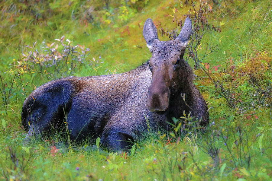 Cow moose resting in a colorful meadow by Dan Sproul